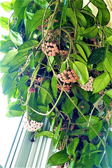 Hoya flowers are opening