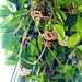 Hoya flowers are opening