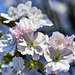 Fresh spring blossom
