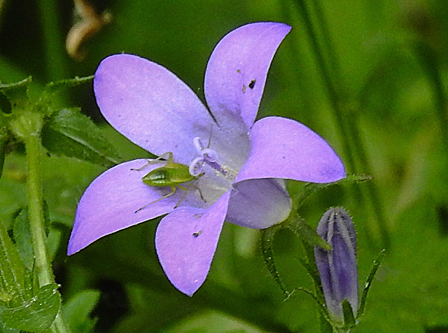 20240520 0149CPw [D~LIP] Dalmatiner Polster-Glockenblune (Campanula portenschlagiana), Grüne Futterwanze (Lygocoris pabulinus) [Nympfe], BS