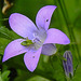 20240520 0149CPw [D~LIP] Dalmatiner Polster-Glockenblune (Campanula portenschlagiana), Grüne Futterwanze (Lygocoris pabulinus) [Nympfe], BS