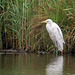 Great white egret Great white egret