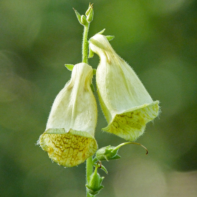 Yellow Foxglove / Digitalis grandiflora