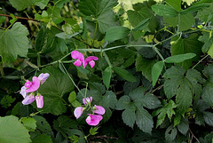 Lathyrus latifolius (4) 1024