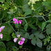 Lathyrus latifolius (4) 1024