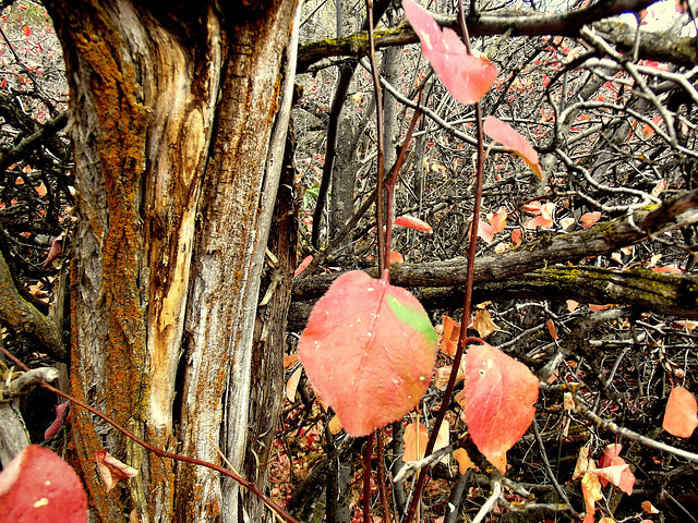 The underbrush