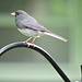 Dark-eyed Junco