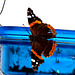 Red Admiral on our bird feeder