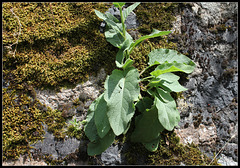 Verbascum nigrum  (2)