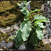 Verbascum nigrum  (2)