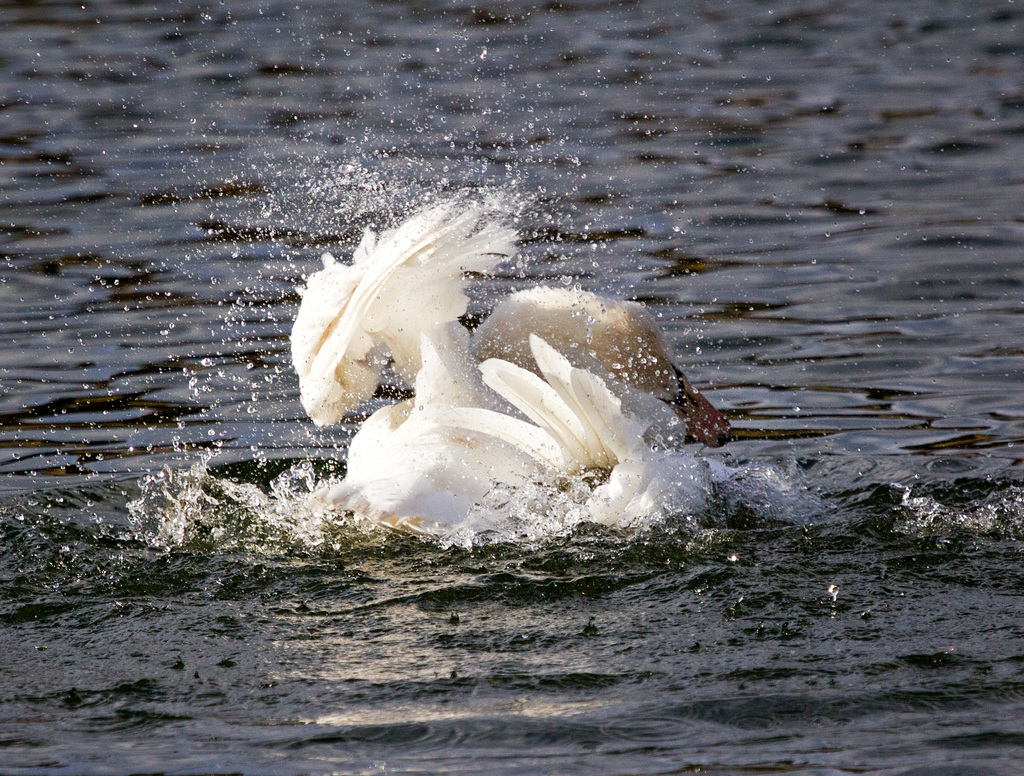 Wild tobender Schwan