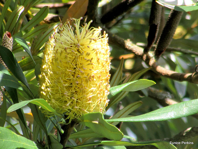 Wonderful Wild Flower