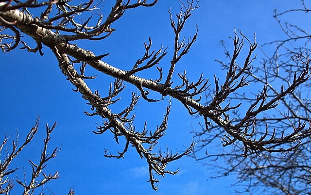 Branches