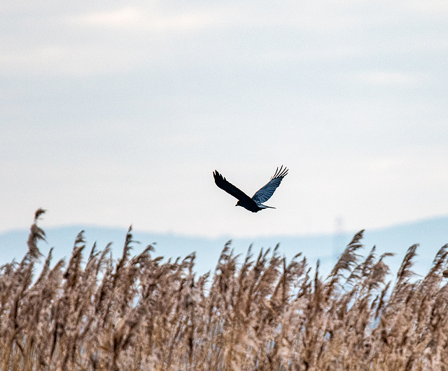 Marsh harrier