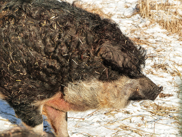 Mangalitsa pig