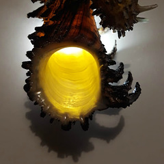 The shell-lamp.