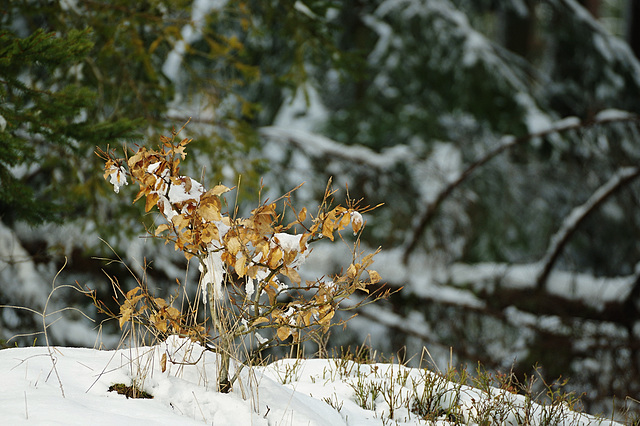 endlich Schnee.....