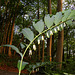 Polygonatum Multiflorum