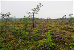 Das Schwarze Moor