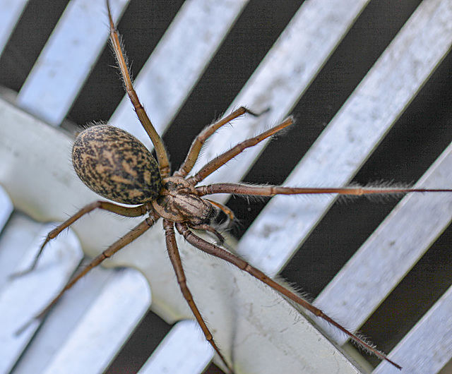 20100514 3455Mw [D~LIP] Haus-, Winkelspinne (Eratigena atrica syn. Tegenaria atrica), Bad Salzuflen