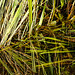 20210927 2924CPw [D~LIP] Gräser, Herbst, UWZ, Bad Salzuflen