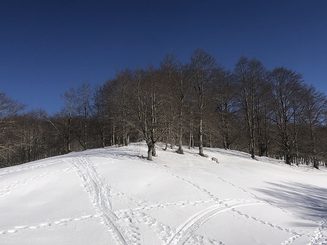 Neve e faggi.