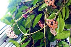 More of the new flowers on Hoya plant