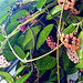 More of the new flowers on Hoya plant