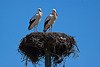 20120509 9307RAw [E] Weißstorch (Ciconia ciconia), Caceres [N521], Extremadura