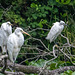 Great white egrets with a little egret Great white egrets with a little egret