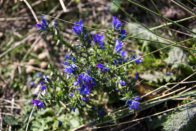 20140912 5222VRAw [NL] Terschelling