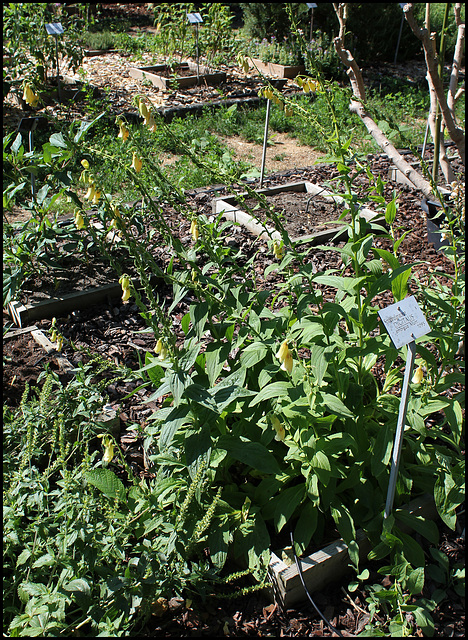 Digitalis ambigua (2)