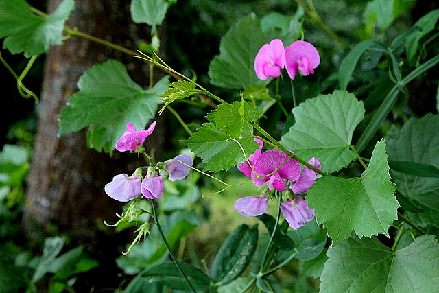 Lathyrus latifolius 3 1024