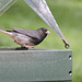 Dark-eyed Junco