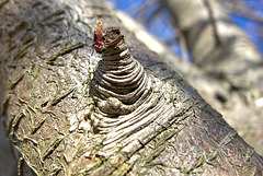 Bark