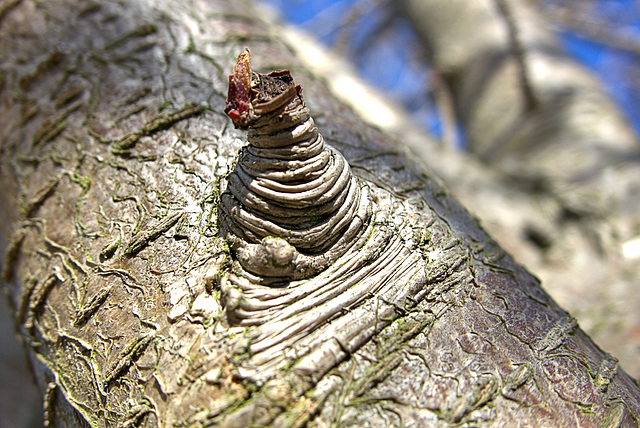 Bark