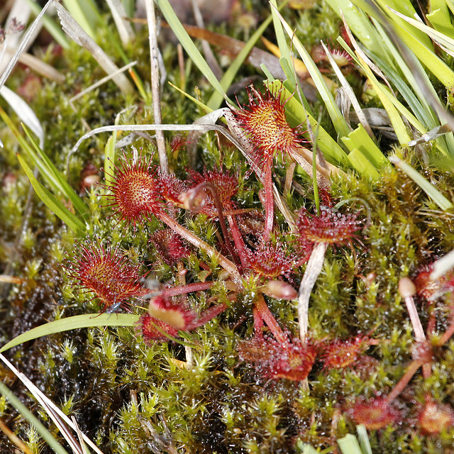 Drosera