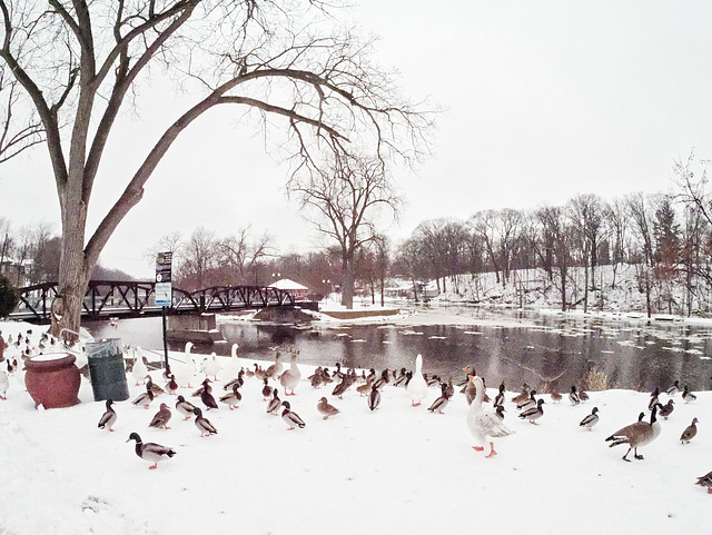 Second Island, with Ducks and Geese