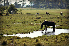 Chincoteague Ponies