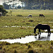 Chincoteague Ponies