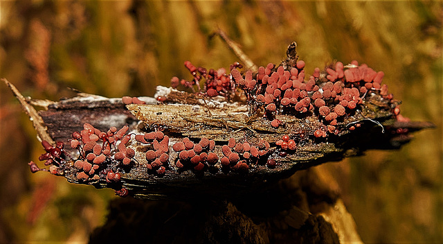 Ship Washed Up.....It's slime mould innit on a 3cm  decaying bit of wood