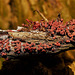 Ship Washed Up.....It's slime mould innit on a 3cm  decaying bit of wood