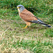 Kestrel