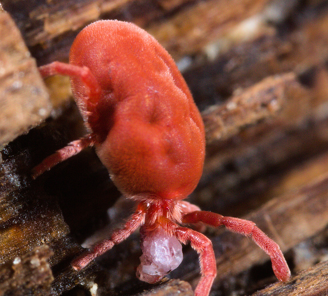 IMG 9196 Red Spider mitev2