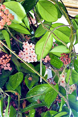 More Hoya flowers