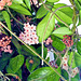 More Hoya flowers