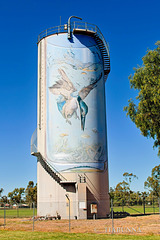 Gulargambone wall