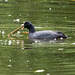 Coot Coot