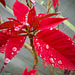 Poinsettia