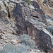 Parowan Gap petroglyphs (1802)